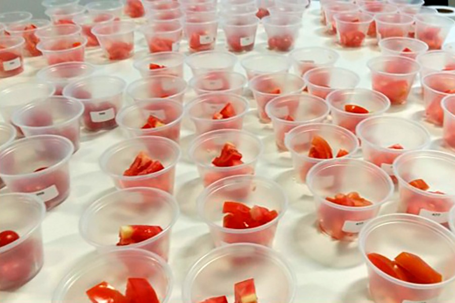 Brasileiros conhecerão os melhores tomates de mesa do País em 2027